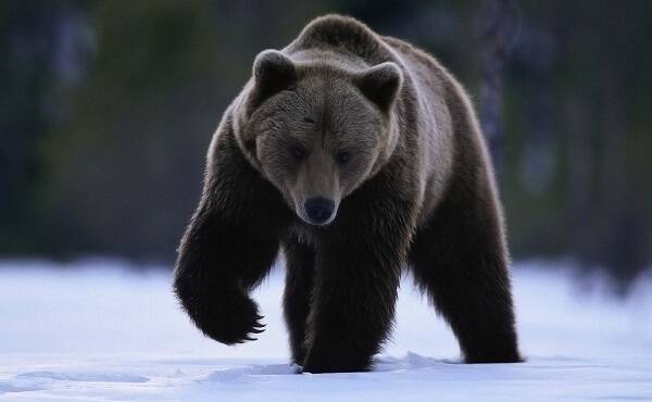 Бу­рый медведь