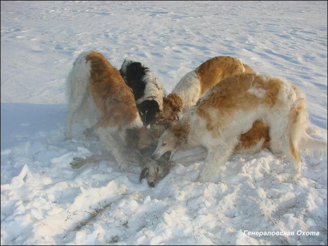 http://www.hunt-dogs.ru/wp-content/uploads/2011/01/zloba_russkoi_psovoi_borzoi_2.jpg