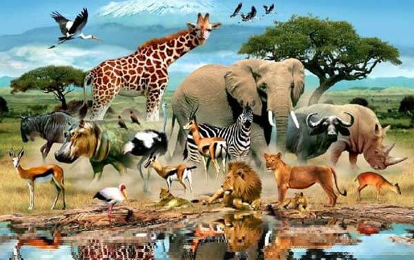 Животный мир Африки