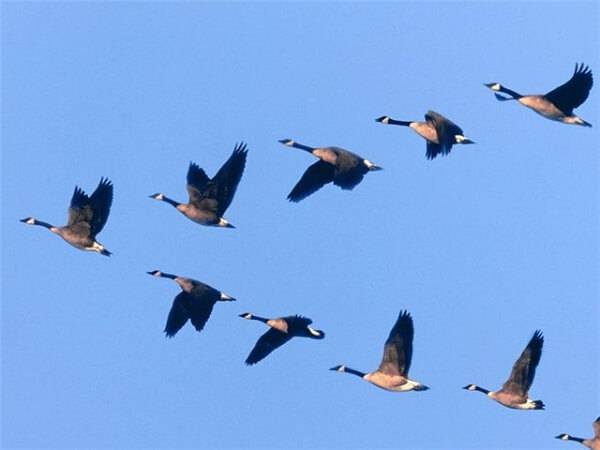 Миграция птиц