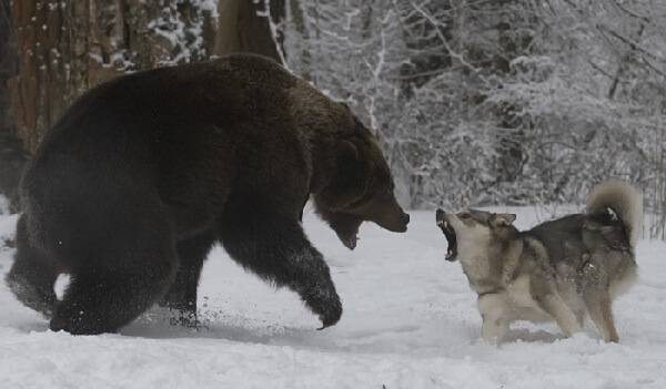 Охота на бурых медведей