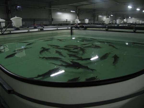 Выращивание рыбы в искусственном водоеме