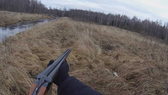 Загонная охота в лесах Беларуси видео