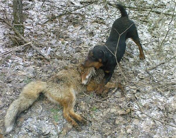 Охота на лис с собаками