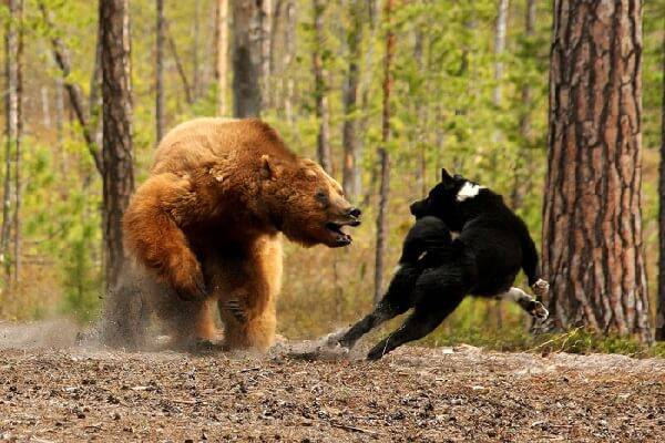 Охота на медведя с лайкой видео