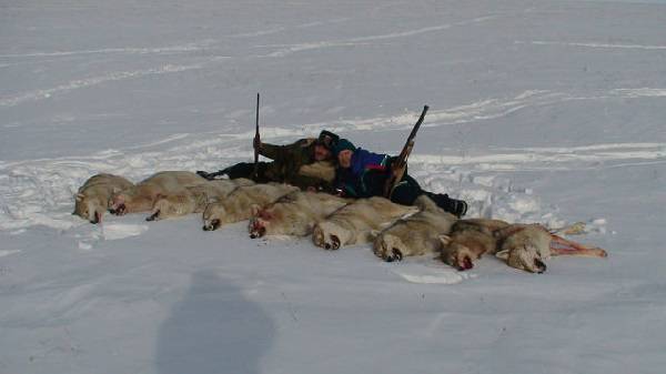 Видео охоты на волков в Казахстане