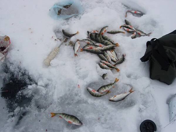 Рыбалка зимой на озеро Плещеево