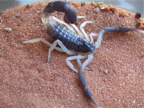 Скорпион паук