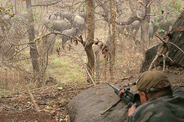 Охота на слонов