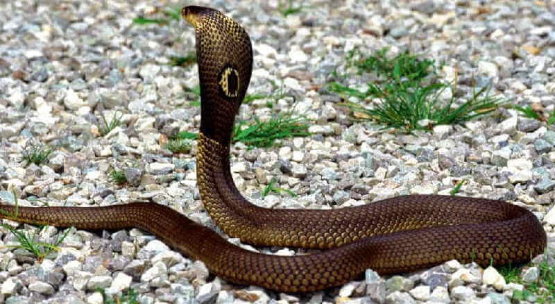 Ядовитая змея - кобра
