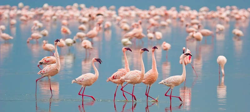 Фламинго на озере Накуру