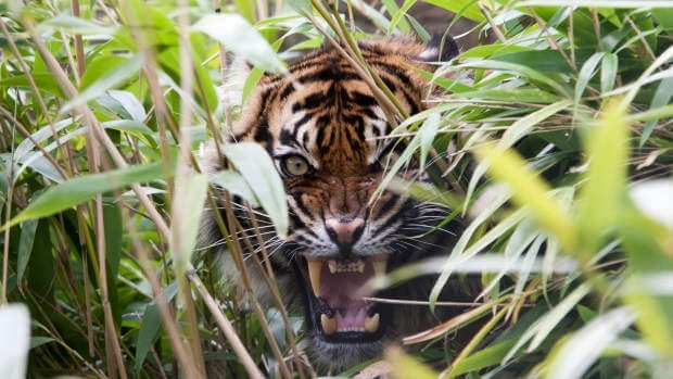 Парализующее рычание тигра