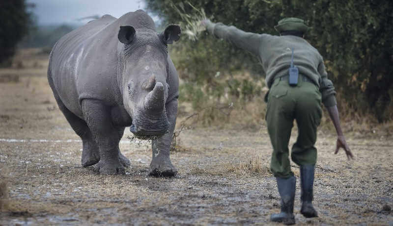 Встреча с носорогом