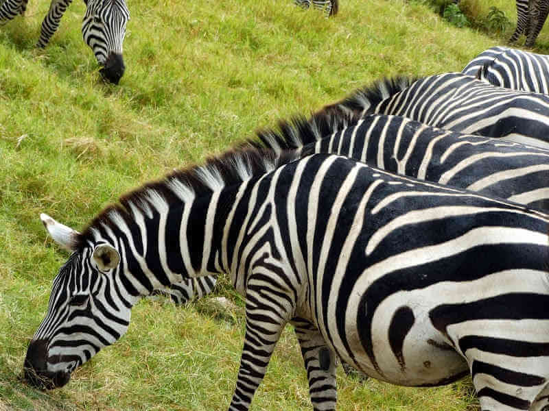 Зебры на открытой саванне