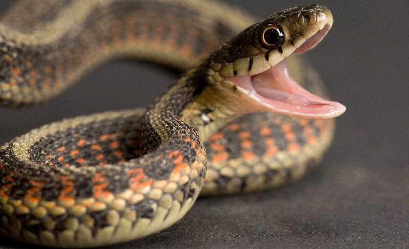 Поведение змей