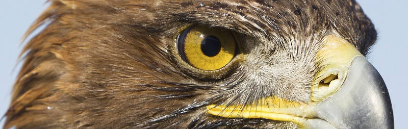 Что видит птичий глаз?
