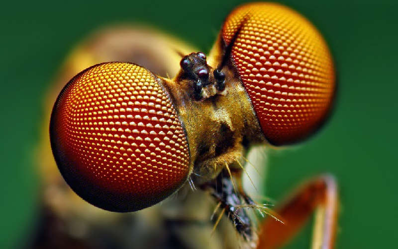 Зрение насекомых
