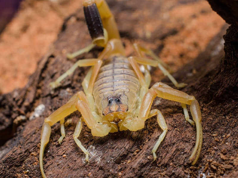 Палестинский жёлтый скорпион