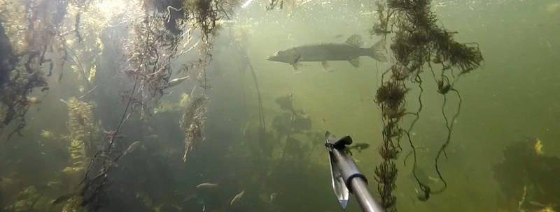 Подводная охота GoPro