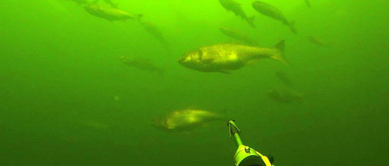 Подводная охота на толстолобиков на просвет