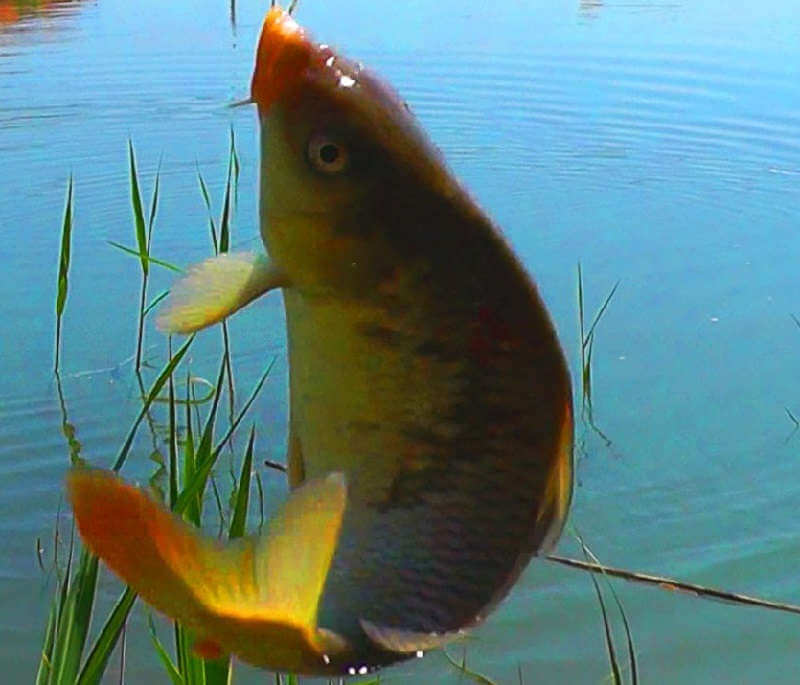Рыбалка на озере на поплавочную удочку