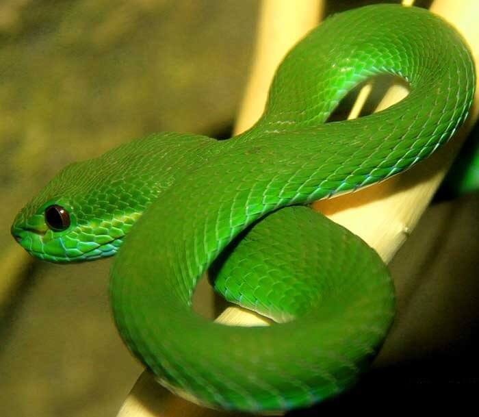 Зеленая гремучая змея