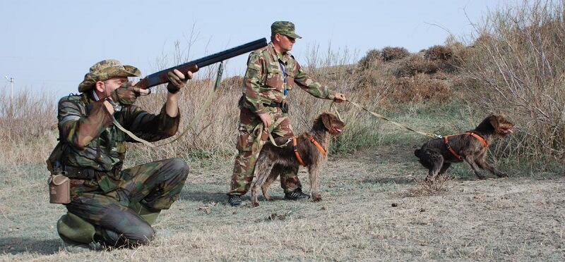 Охота на фазана с собакой