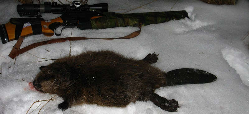 Охота на бобра в Финляндии зимой