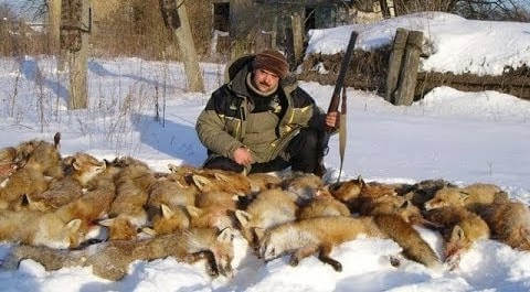 Охота на лис зимой