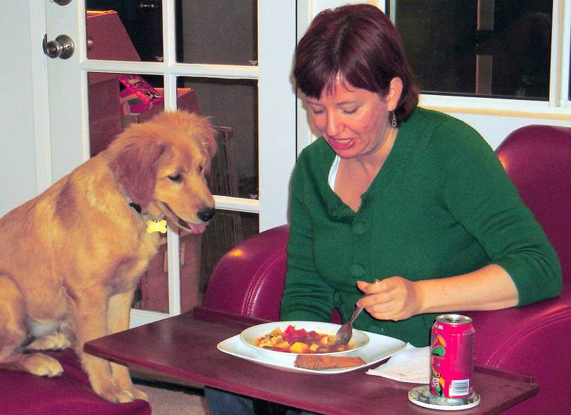 Как отучить собаку клянчить еду со стола