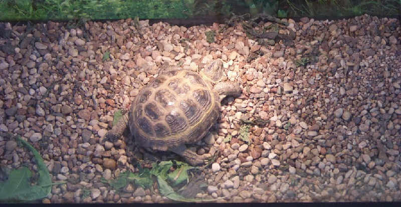 Черепаха в террариуме
