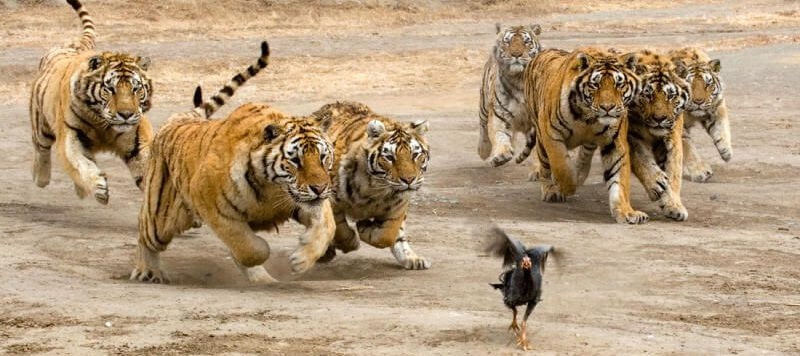 Как охотятся тигры