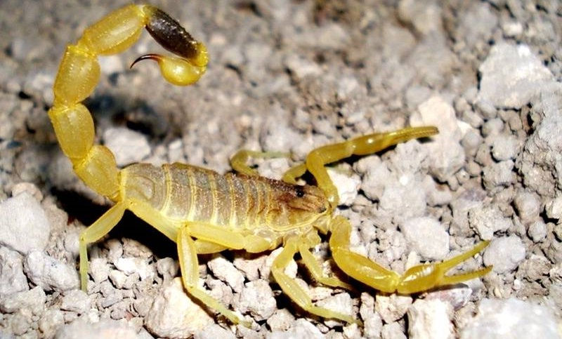 Желтый толстохвостый скорпион