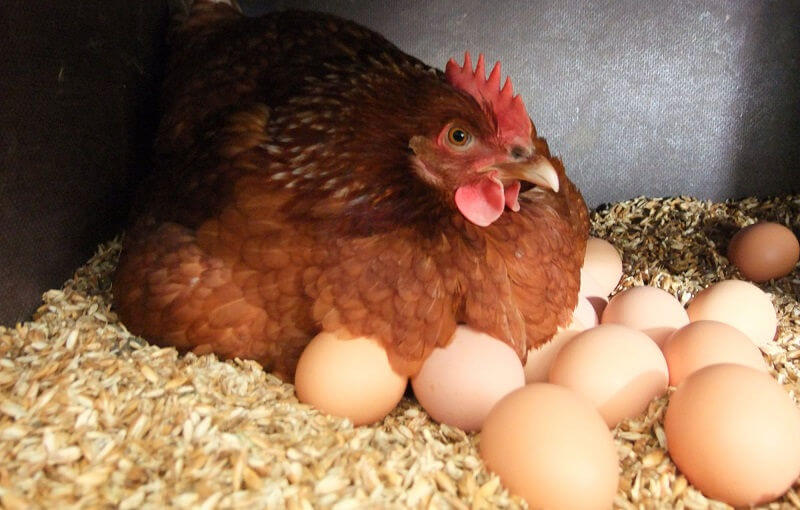 Как образуются яйца у курицы?