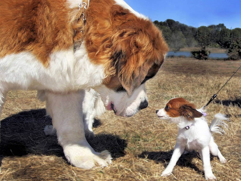 Почему большая собака лучше маленькой
