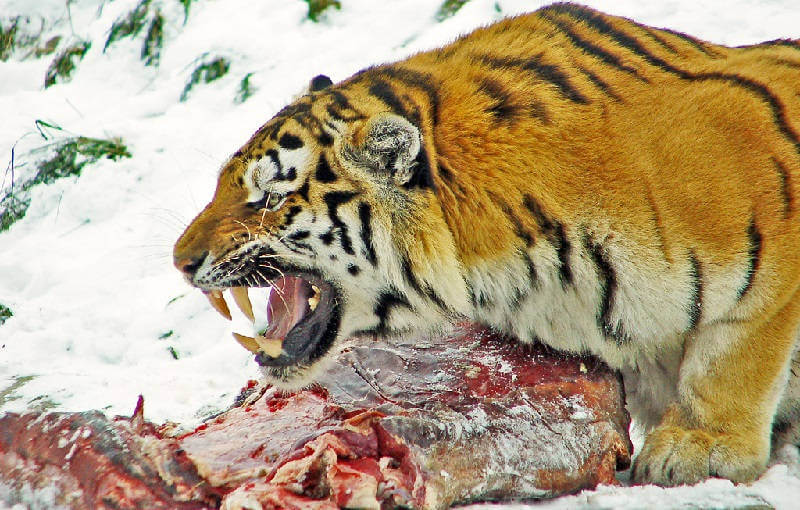 Что ест тигр