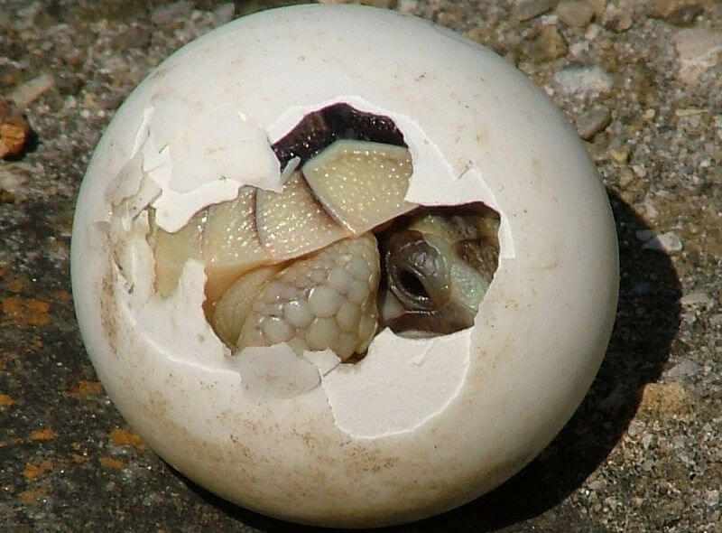 Оболочка яиц животных