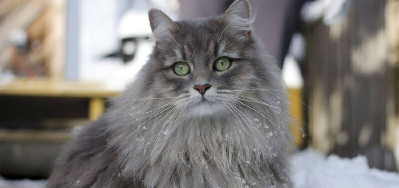 Русская сибирская кошка