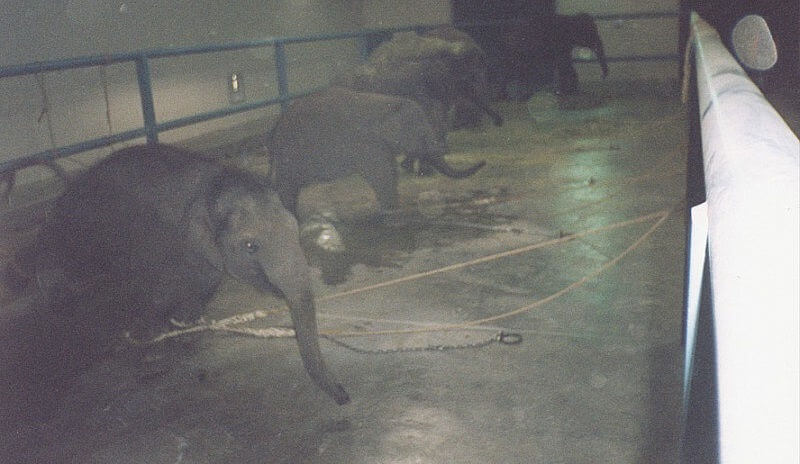 Жизнь слонов в цирке