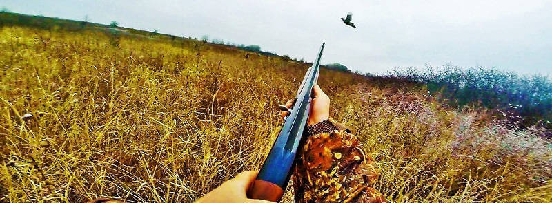 Охота на фазана