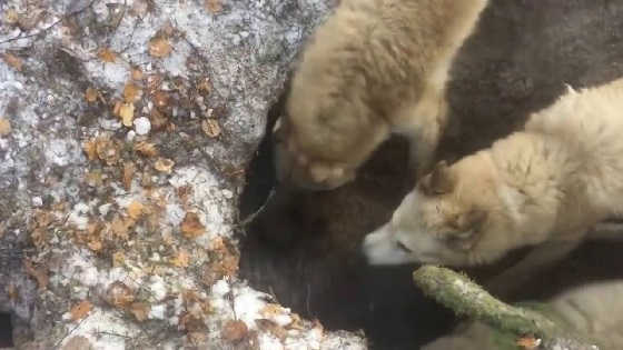 Охота на медведя с западно-сибирской лайкой видео