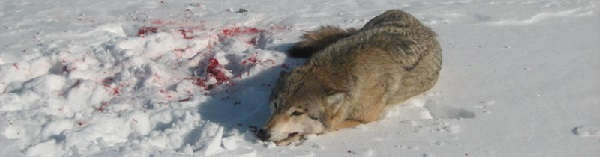 Охота зимой на волка