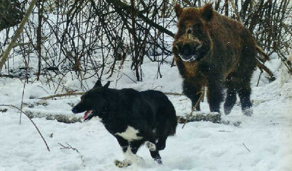 Охота на кабана с собаками
