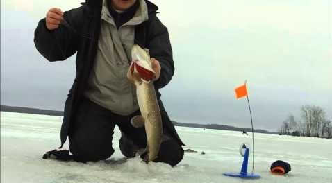 Видео ловли на жерлицы зимой на р. Волга