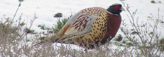 Охота на фазана в декабре