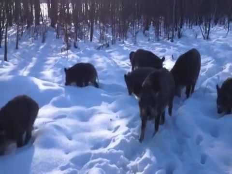 Встреча с кабанами в зимнем лесу видео