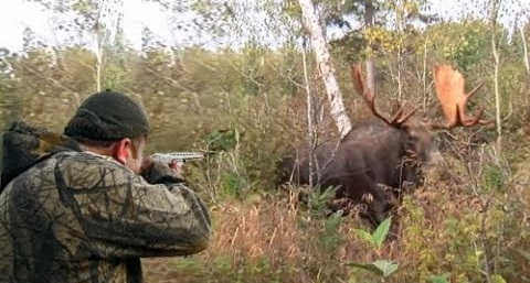 Видео-нарезки охоты на лося