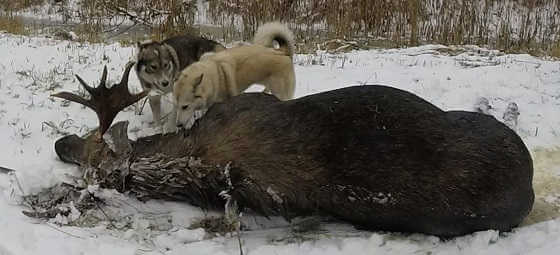 Зимняя охота на лося с собаками