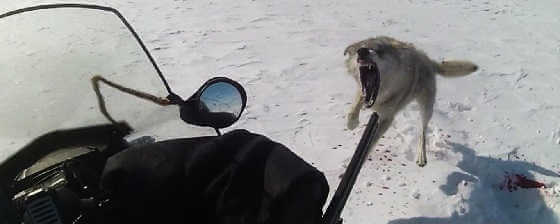 Охота на волков в Актюбинской области
