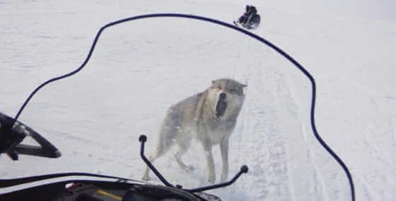 Видео охоты на волка в Западном Казахстане
